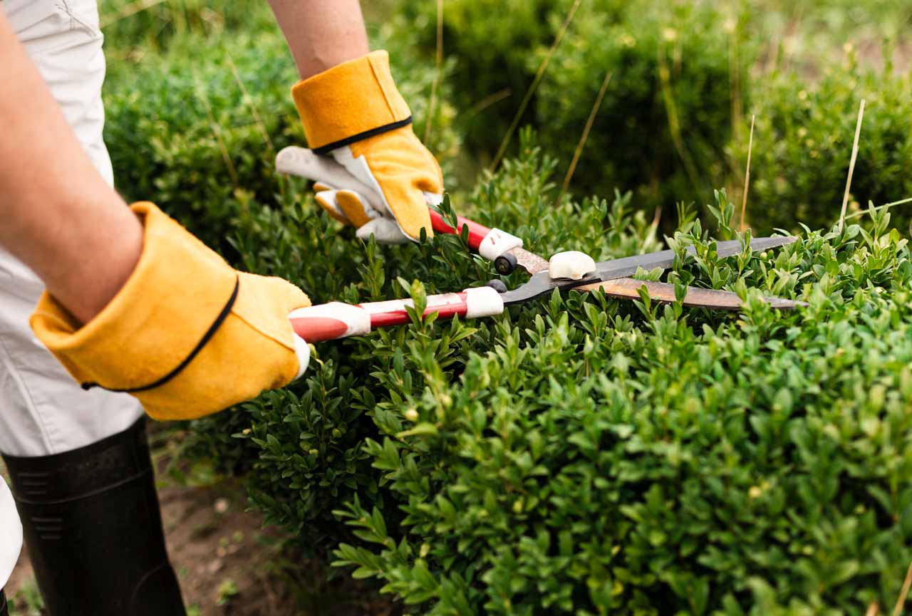 10 Ideas for Landscaping Property Lines